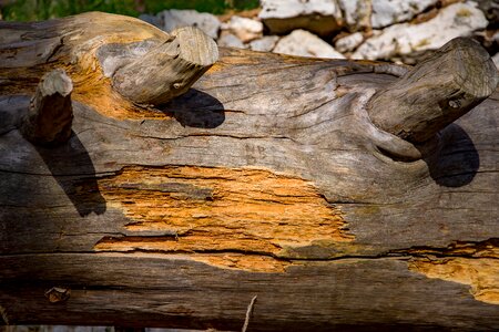 Cedar tree texture