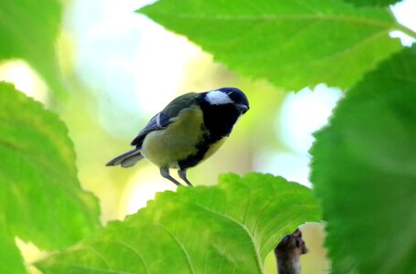 Bird songbird nature