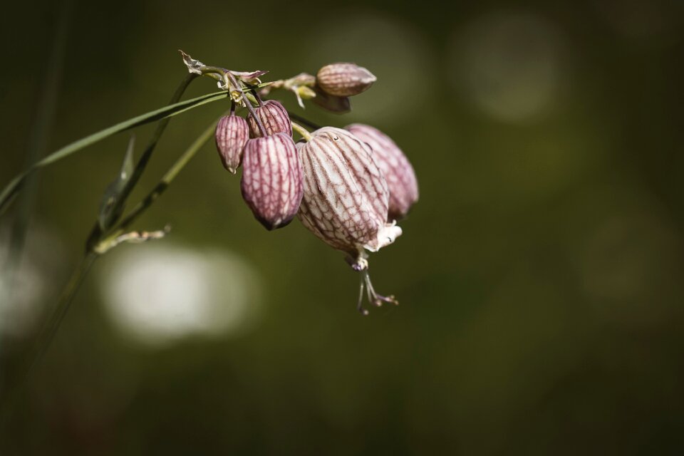 Summer flora pointed flower
