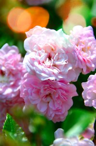 Flower pink roses summer flower