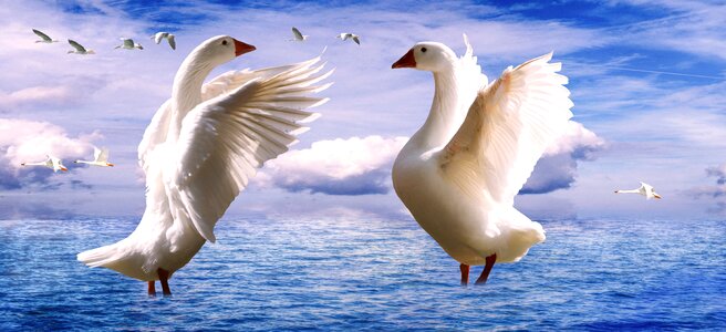 Water bird poultry migratory birds