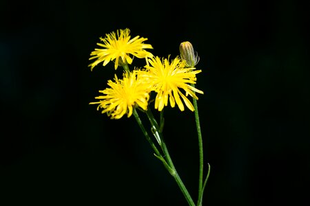 Blossom bloom pointed flower photo