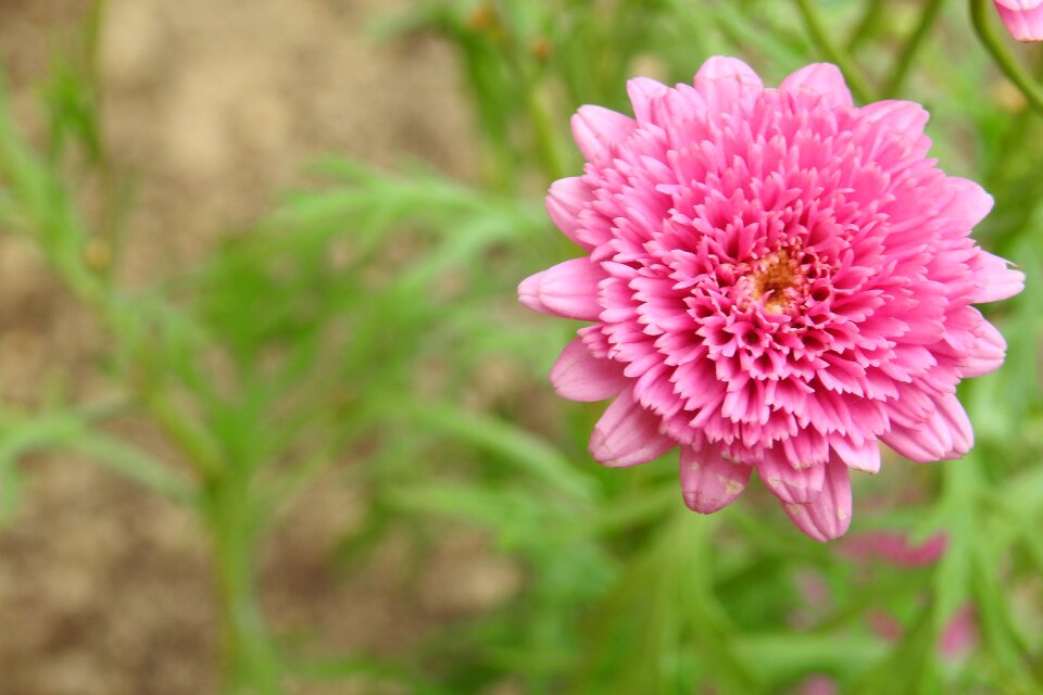 Home garden a garden plant nature