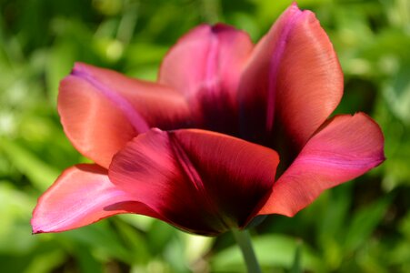Red tulip bicolor tulip photo