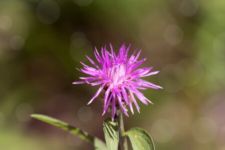 Bloom purple flower nature