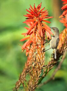 Bird avian nature photo