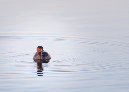 Duck bird avian photo