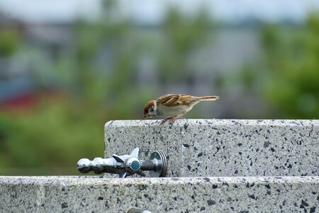 Wild birds sparrow the juveniles
