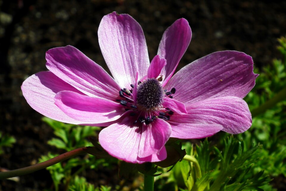 Pink nature garden