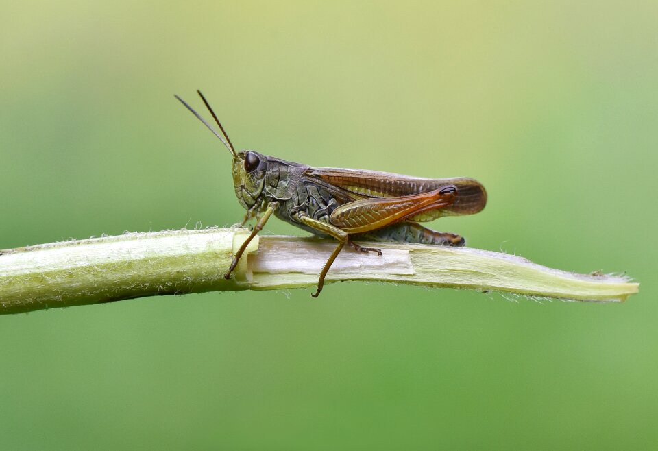 çekirge insect böcek
