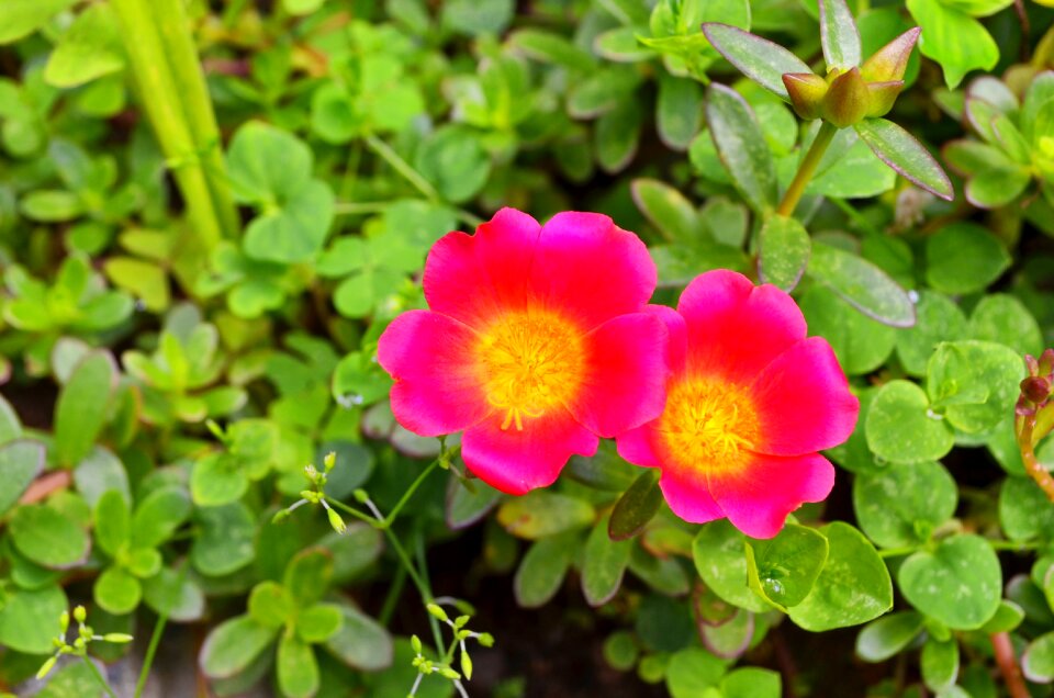 Fuchsia garden fuchsia flower