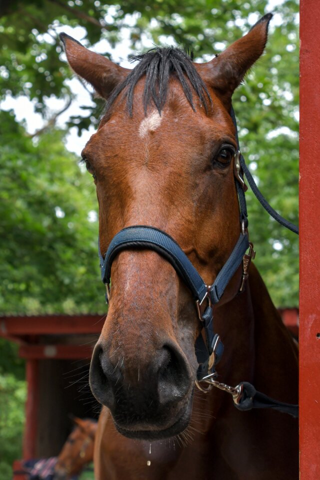 Mare close up equine