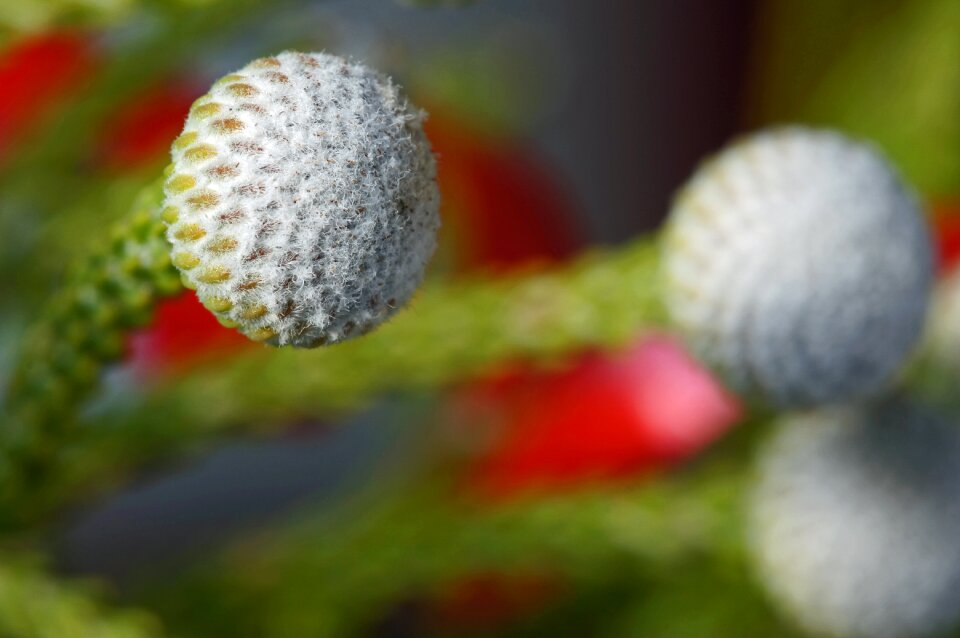 Public holidays december nature