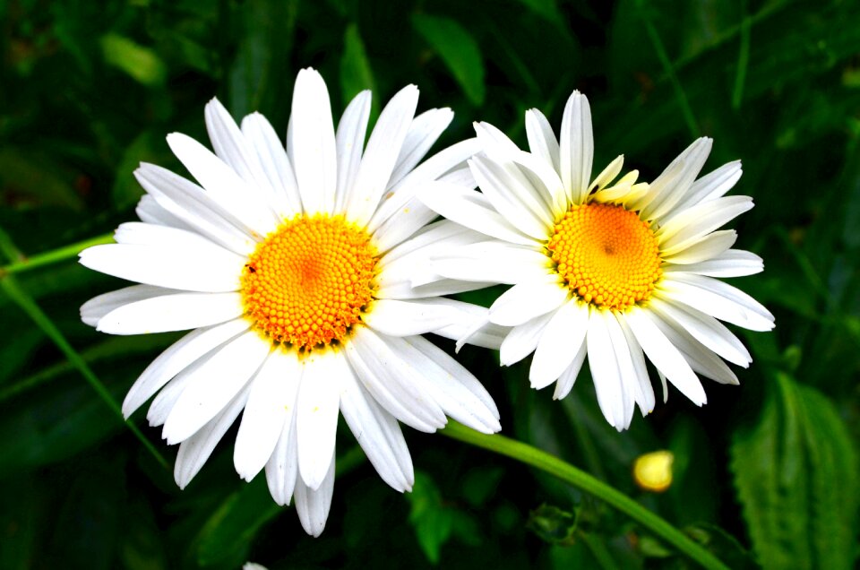 Couple flowers love