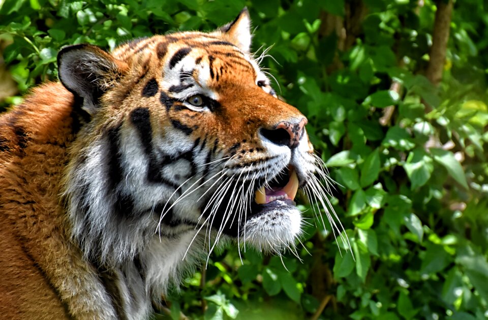 Wildcat dangerous zoo