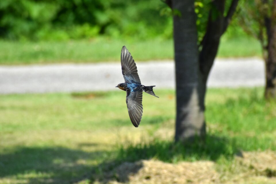 Lawn bird wild birds