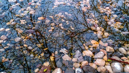 Stones textures tree