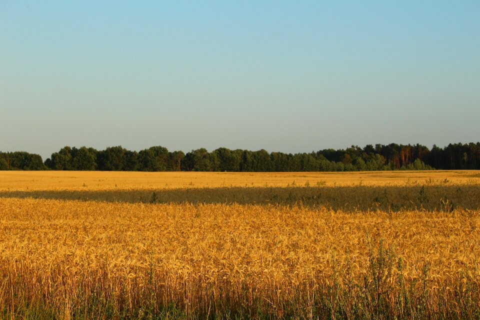 Griese area harvest wheat