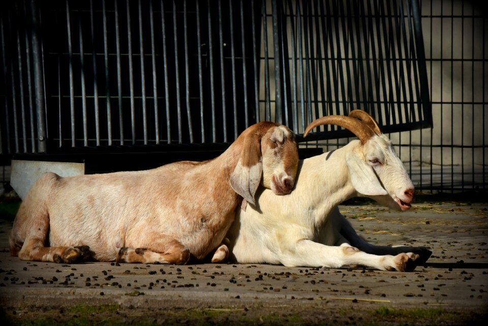 Horn ruminant captivity