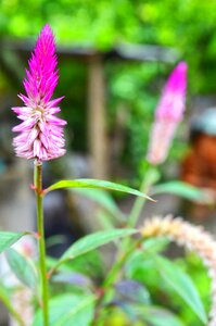 Flowers couple purple