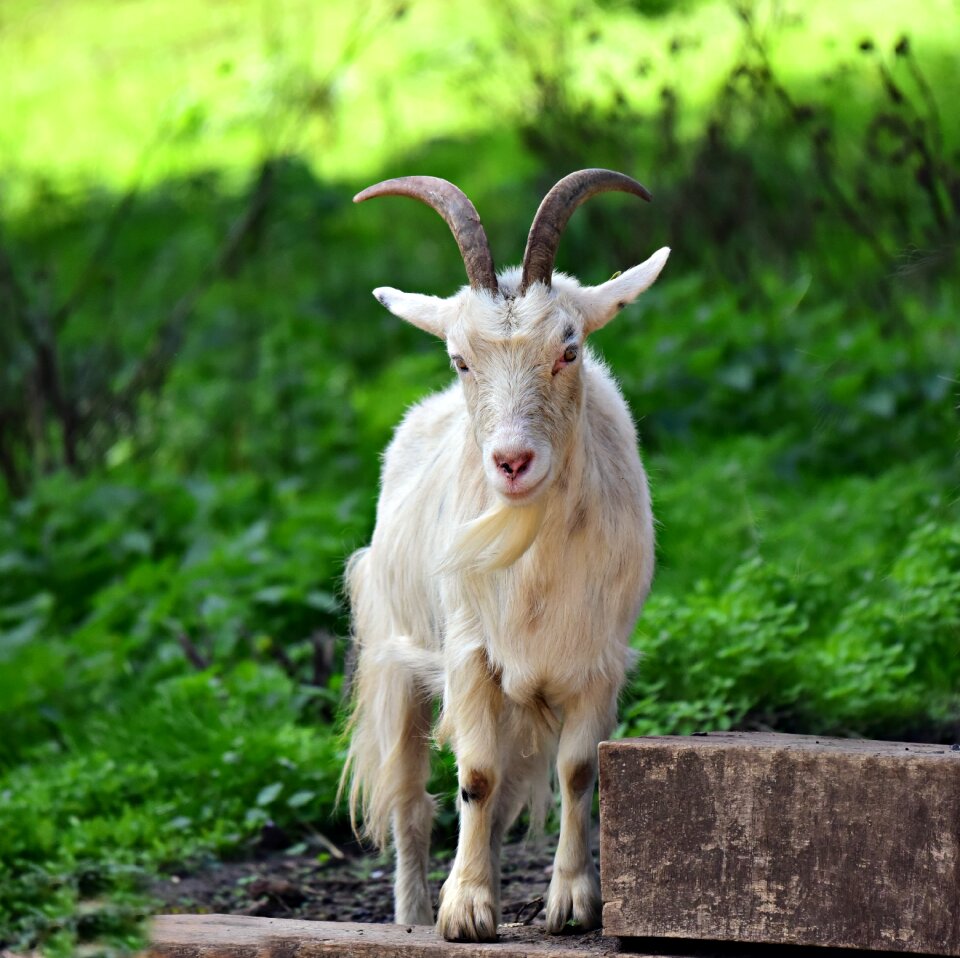 Nanny female horn photo