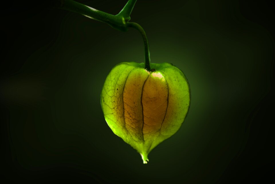 Food green artistic