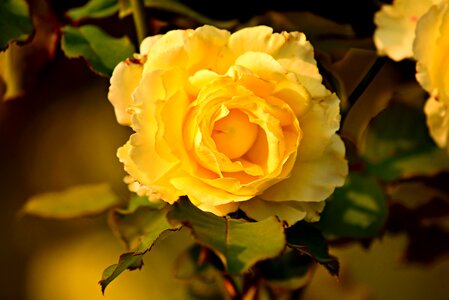 Blossom garden petal