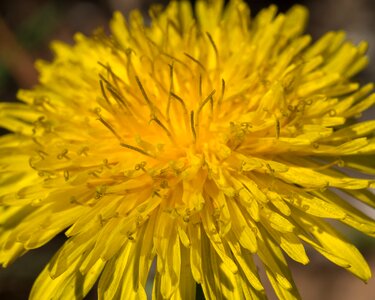 Sonchus oleraceus taraxacum officinale macro photo