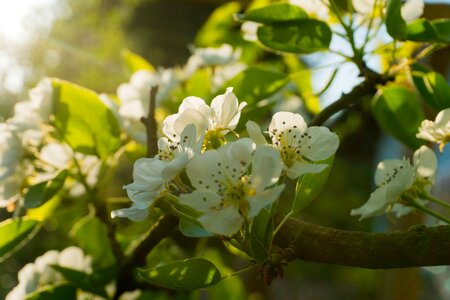 Bloom spring nature