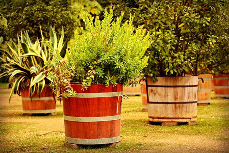 Mediterranean orangery greenery