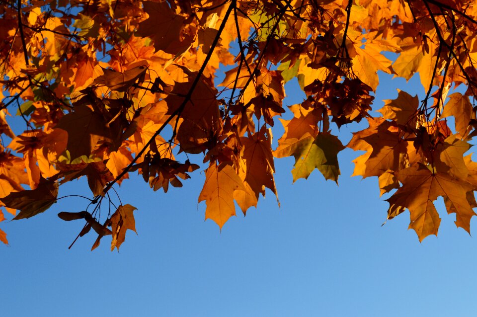 Crown leaves maple