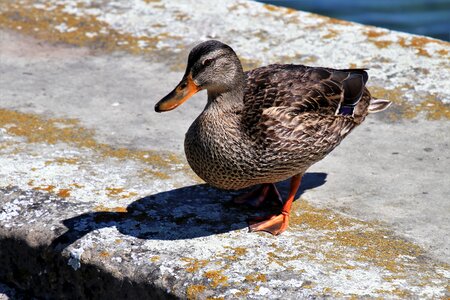 Wild beak plumage photo