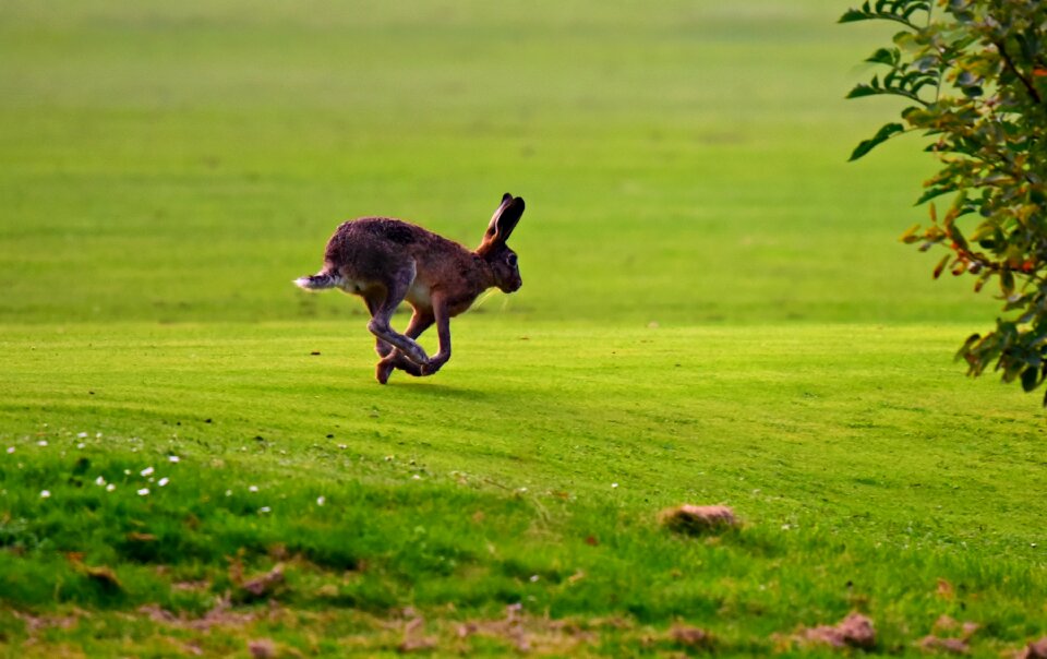 Running ears legs