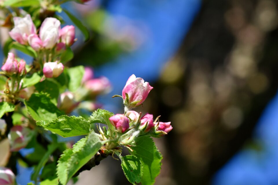 Apple tree flowers apple tree white