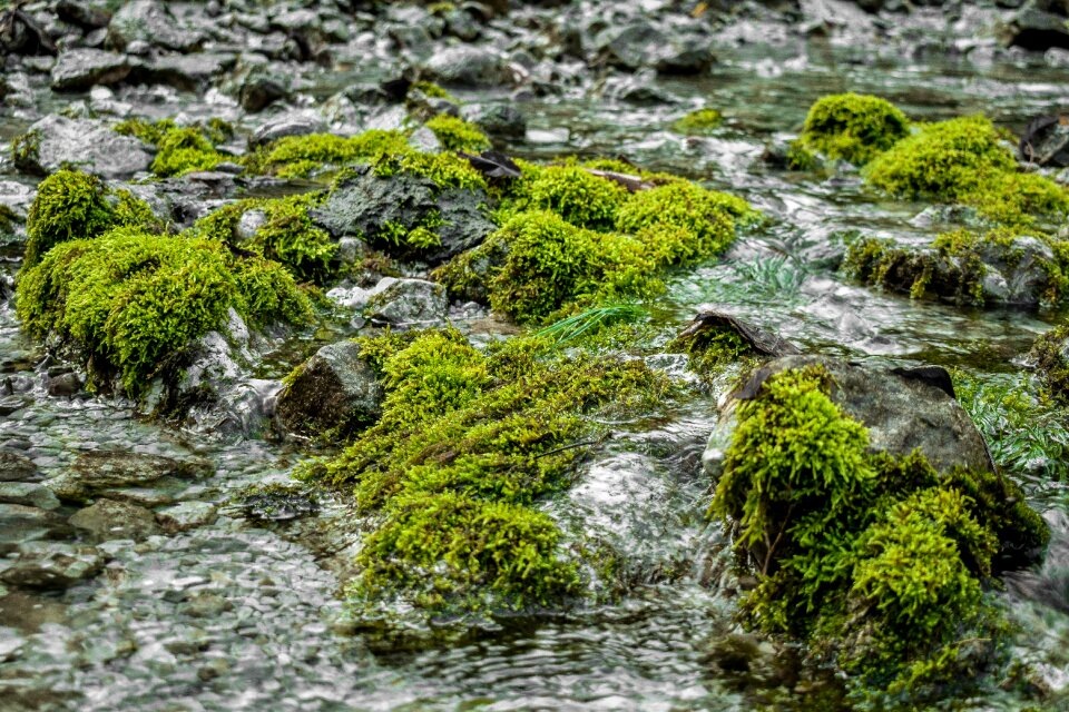 Water river green photo