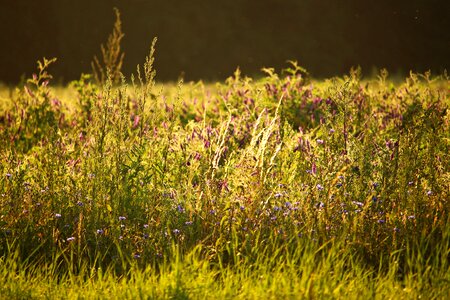 Flower meadow nature blossom photo