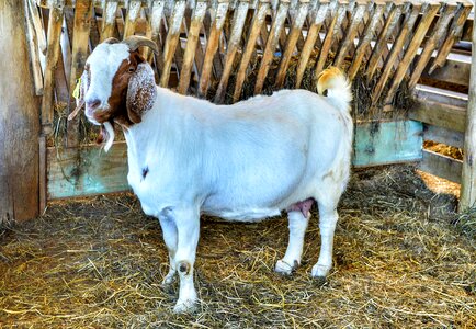Nature farm goats