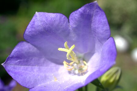 Spring meadow purple flower photo