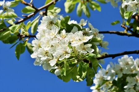 Apple tree flowers apple tree white