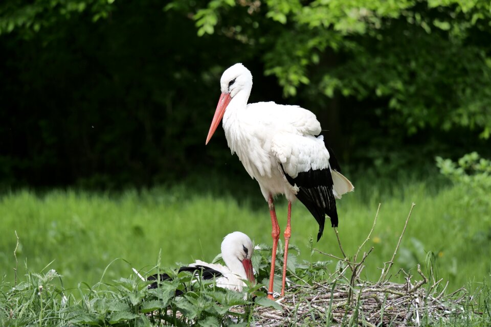 Rattle stork adebar plumage