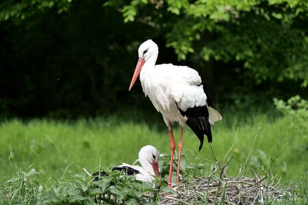 Rattle stork adebar plumage
