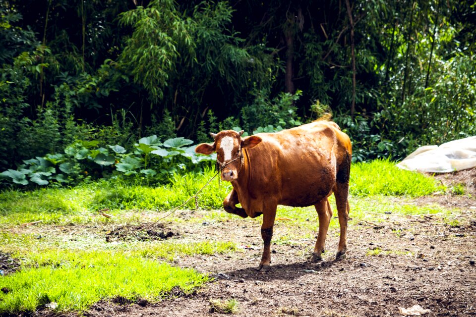 Nature countryside livestock