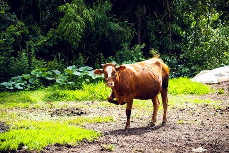 Nature countryside livestock photo