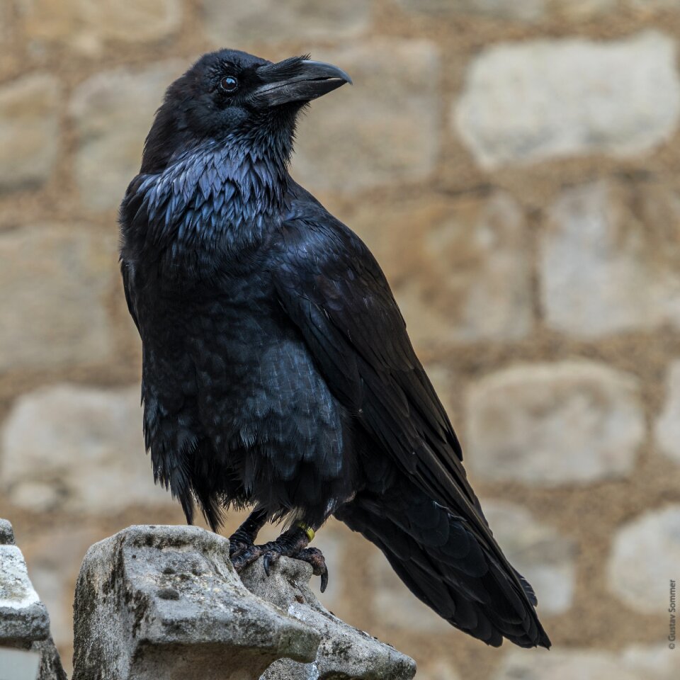 Raven tower of london corbeau