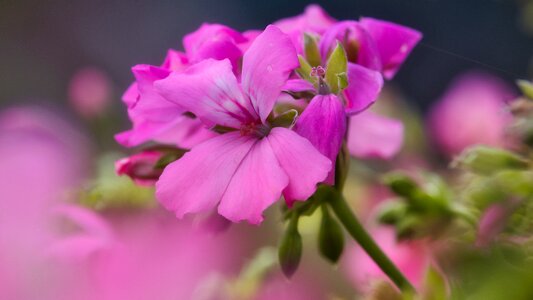 Bright romantic pink