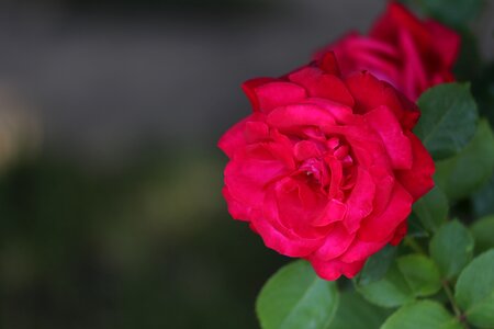 Love blooming blossom