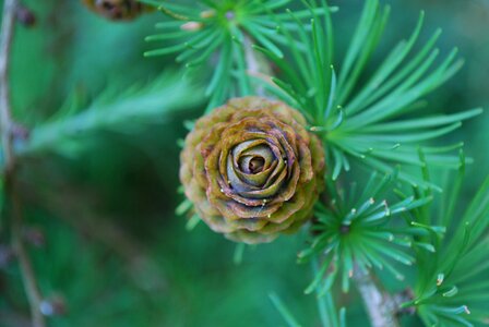 Pine cone tree forest