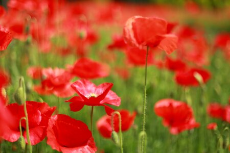 Poppy fields nature flower garden