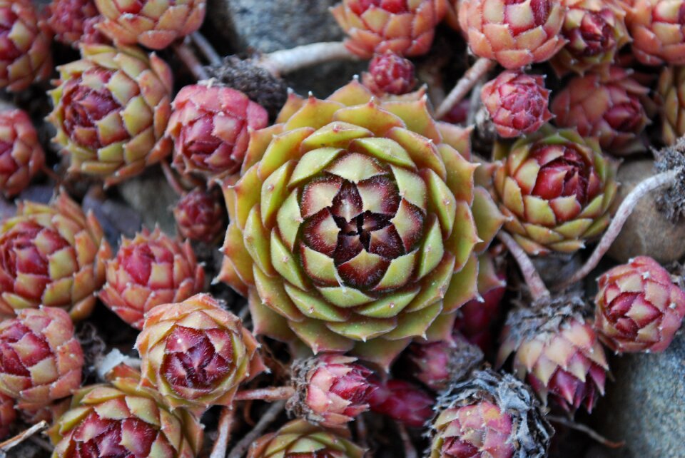 Leaf geometry spiral