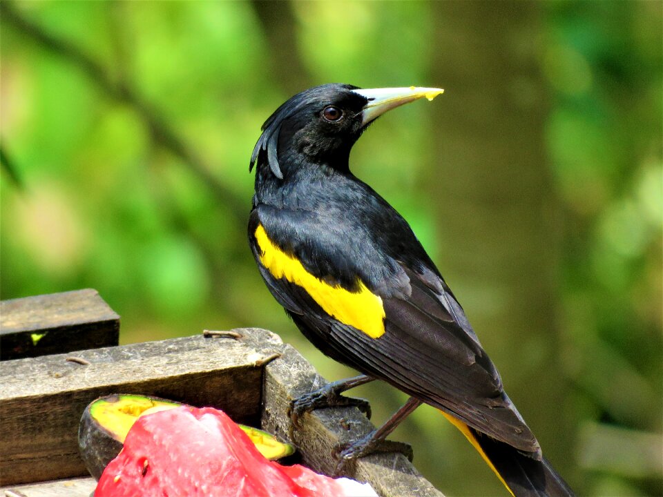 Feather beak eating